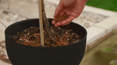 Ingredient Highlight Image