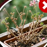 Kaum Blüten