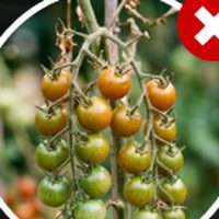 Kleine Tomaten